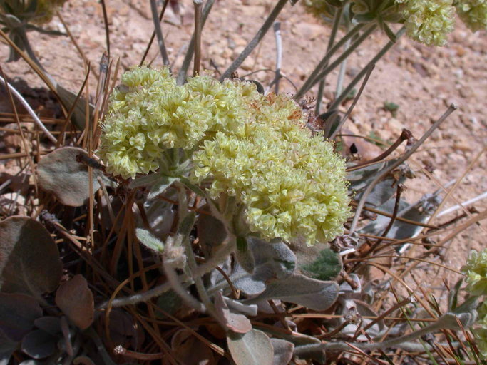 Image of granite buckwheat