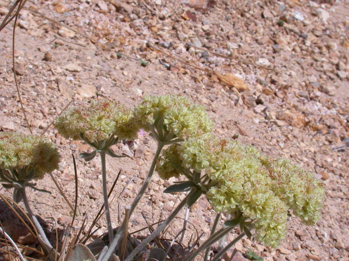 Image of granite buckwheat