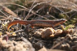 Image of Smooth Newt