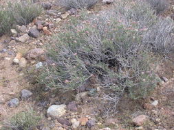 Image of Eastern Mojave buckwheat