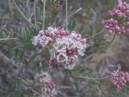 Image of Eastern Mojave buckwheat