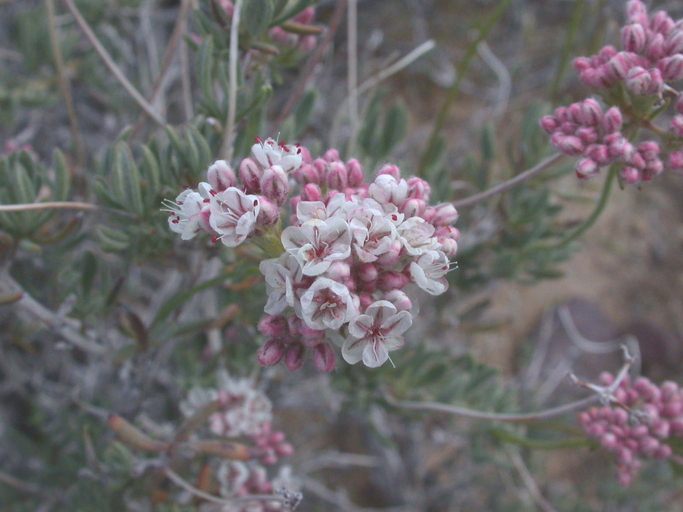 Image of Eastern Mojave buckwheat