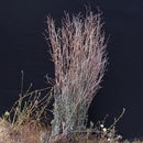 Image of yucca buckwheat