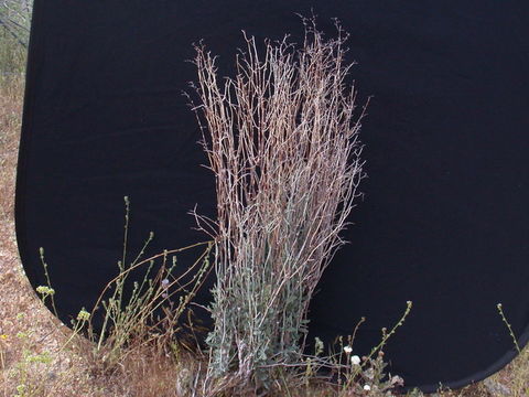 Image of yucca buckwheat