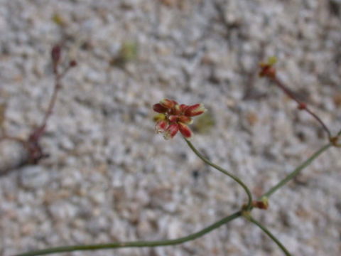 Слика од Eriogonum pusillum Torr. & Gray