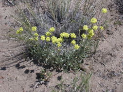 Image of matted buckwheat