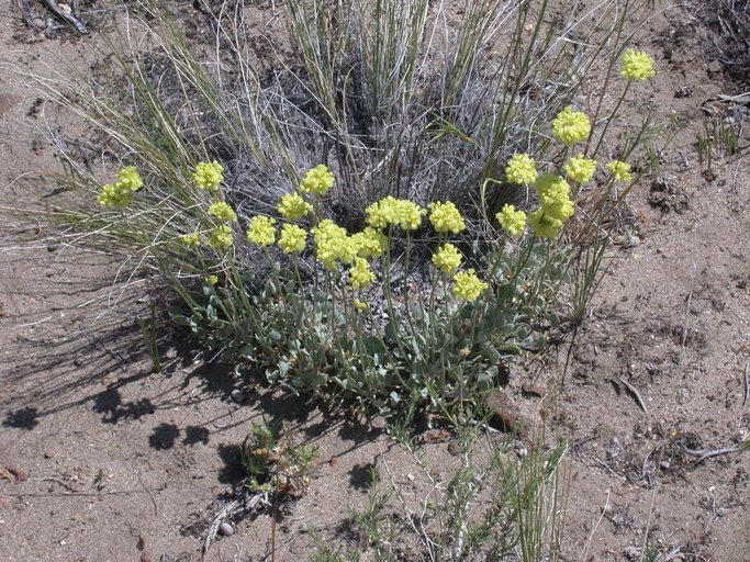 Imagem de Eriogonum caespitosum Nutt.