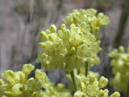 Image of matted buckwheat