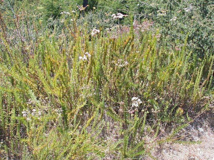 Imagem de Eriogonum fasciculatum var. foliolosum (Nutt.) S. Stokes ex Abrams