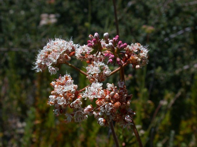 Imagem de Eriogonum fasciculatum var. foliolosum (Nutt.) S. Stokes ex Abrams