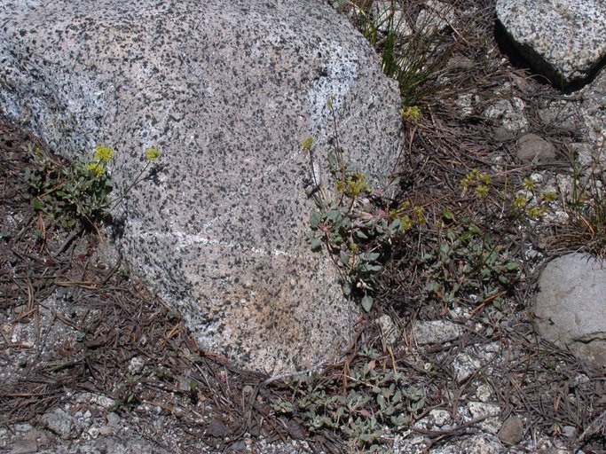 Image of frosted buckwheat