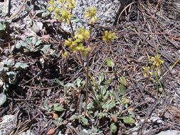 Image of frosted buckwheat