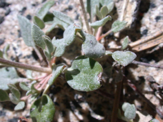 Image of frosted buckwheat