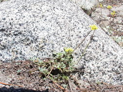 Image of frosted buckwheat