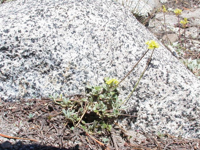 Image of frosted buckwheat