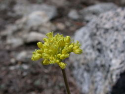 Image of frosted buckwheat