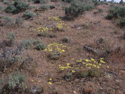 Image of Blue Mountain buckwheat
