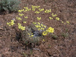 Image of Blue Mountain buckwheat