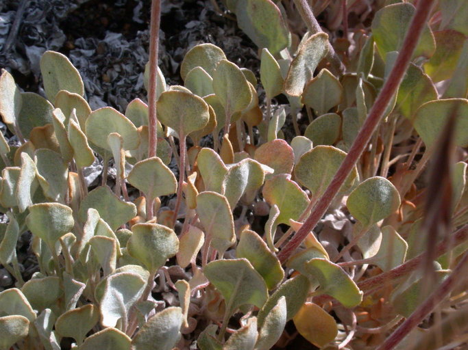 Image of Blue Mountain buckwheat