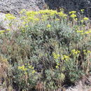 Imagem de Eriogonum umbellatum var. nevadense Gand.