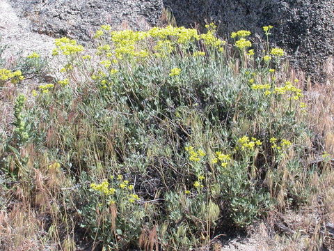 Image of sulphur-flower buckwheat