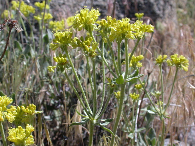 Image of sulphur-flower buckwheat