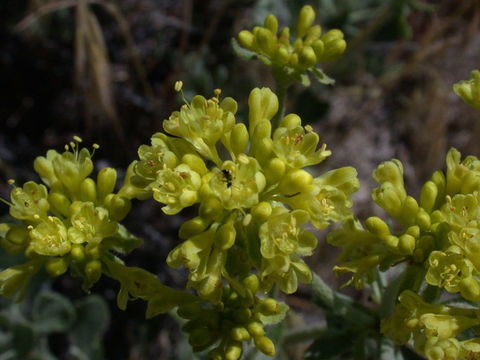 Image of sulphur-flower buckwheat