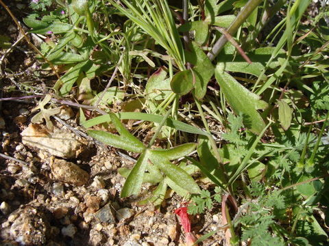 Image of oceanblue larkspur