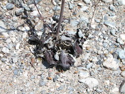 Image of robust Hoffmann's buckwheat