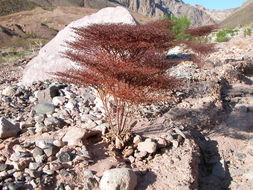 Image of pagoda buckwheat