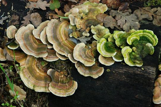 Image of Turkey Tail