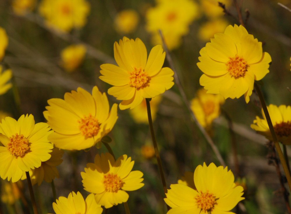 صورة Coreopsis stillmanii (A. Gray) Blake