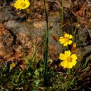 صورة Coreopsis stillmanii (A. Gray) Blake