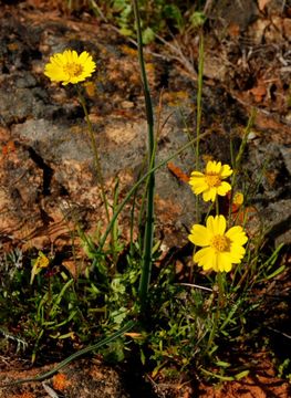 صورة Coreopsis stillmanii (A. Gray) Blake