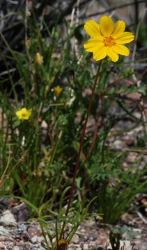 Image of <i>Coreopsis bigelovii</i>