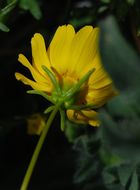 Image of <i>Coreopsis bigelovii</i>