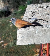 Image of House Bunting