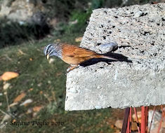 Imagem de Emberiza sahari Levaillant & J 1850