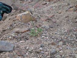 Image of volcanic buckwheat