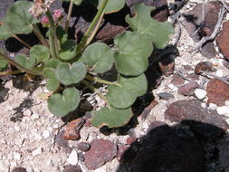 Image of volcanic buckwheat