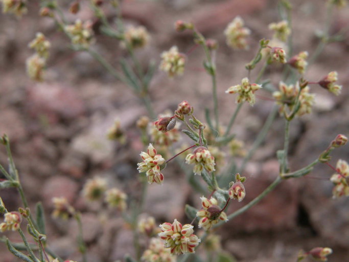 Image of spotted buckwheat