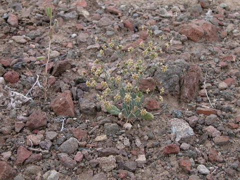 Image of spotted buckwheat