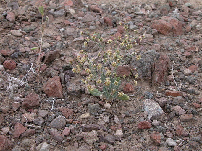 Image of spotted buckwheat