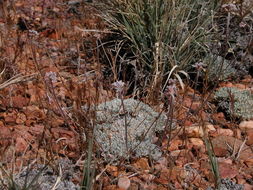 Image of Southern mountain wild-buckwheat