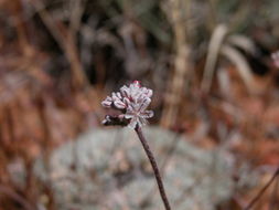 Image of Southern mountain wild-buckwheat