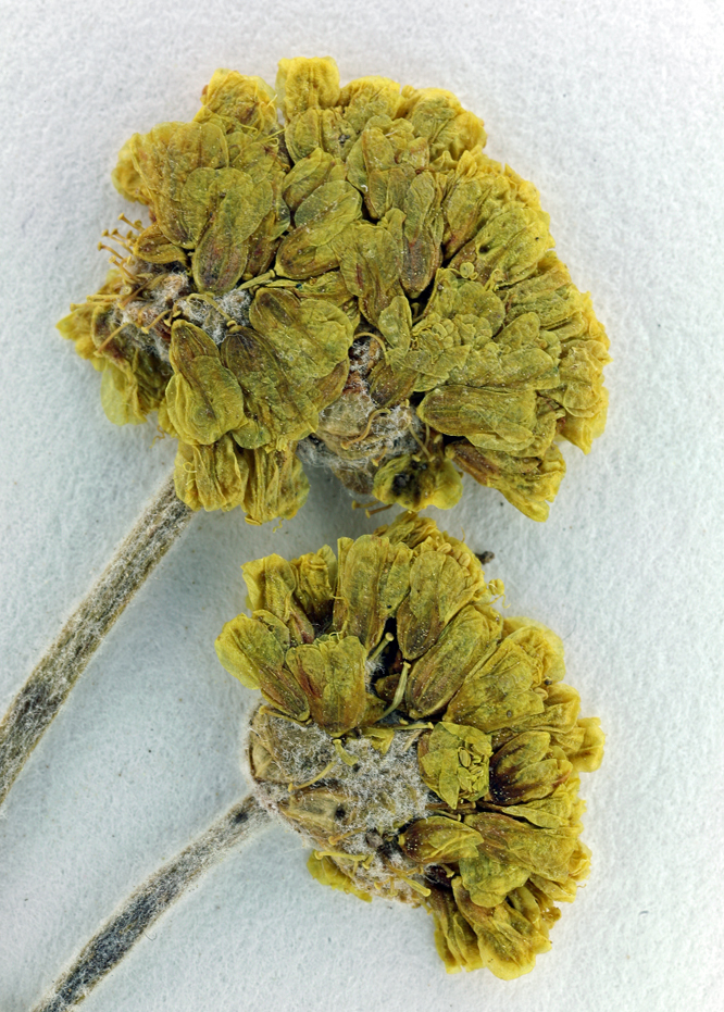 Image of hidden buckwheat