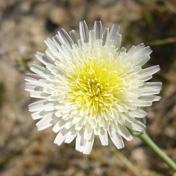 Image de Malacothrix coulteri Harv. & Gray ex A. Gray