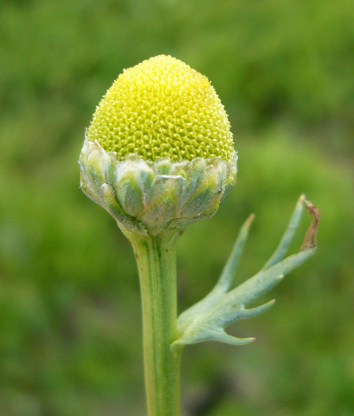 Слика од Matricaria occidentalis Greene