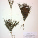 Image of Palmer's buckwheat