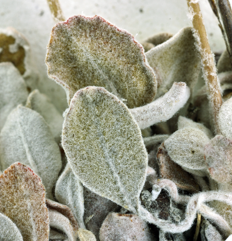 Image of Panamint Mountain buckwheat